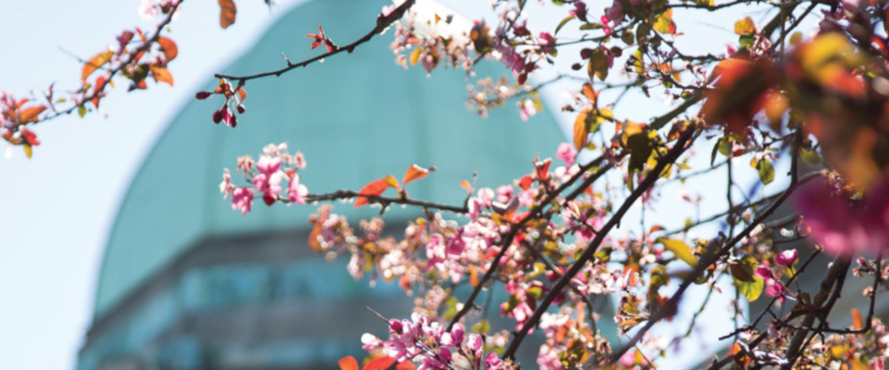 An image of Blackhall Place, with the cupola at the top of the building partially obscured by cherry blossom