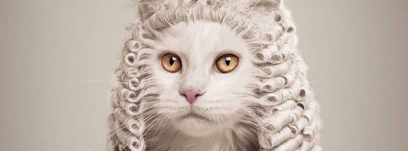US pioneers use of 'support pets' in court rooms