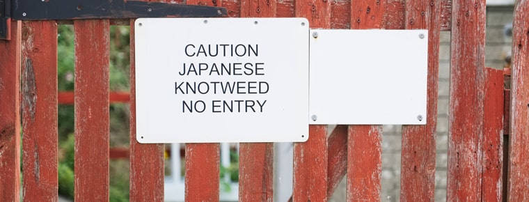 Pay-out after survey fails to spot knotweed