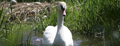 MEPs back deal on nature restoration