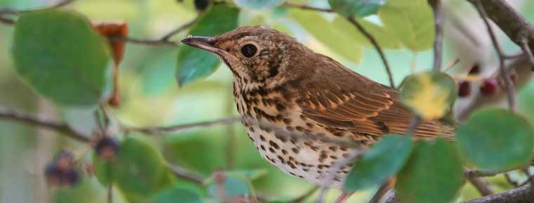 Hedge cutting ban now lifted for six months