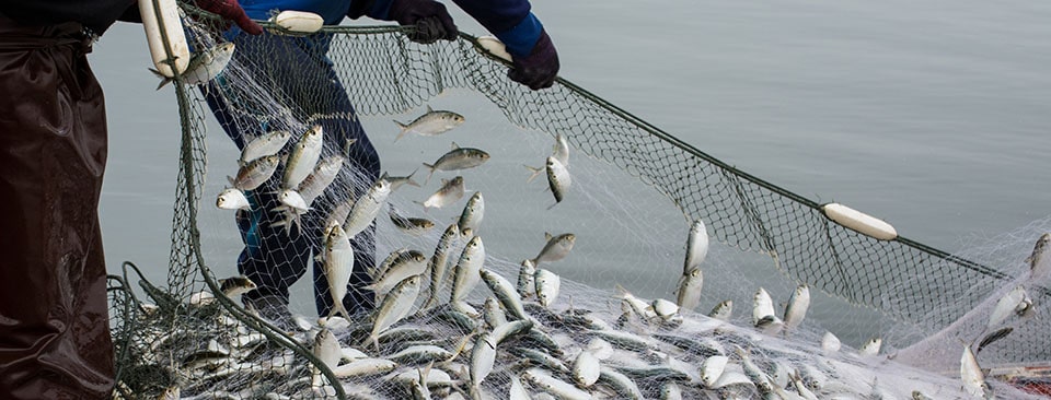 Enforcement of EU fishing rules ‘inadequate’