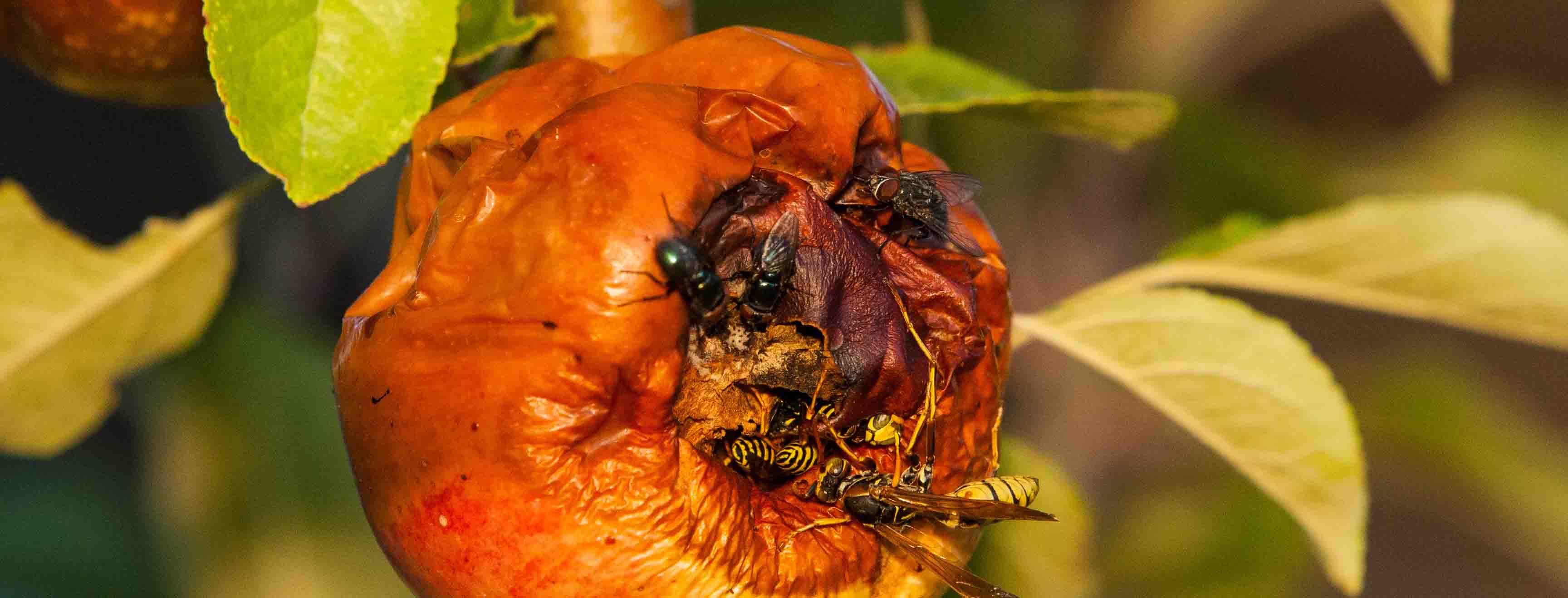 Rotten apples core issue in £200,000 legal battle