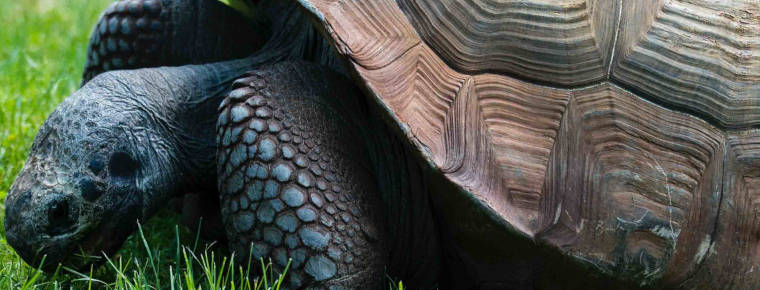 Airport x-ray machine detects 185 baby tortoises