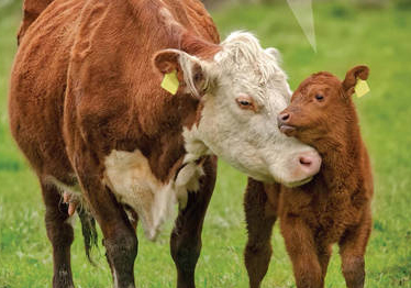 Stronger data powers for agri-food watchdog