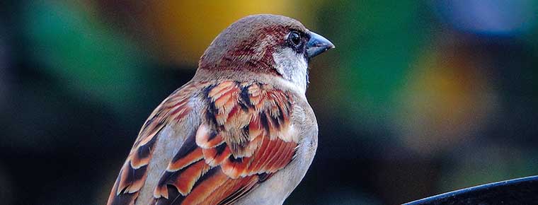Amateur snappers endanger birds with recorded sounds