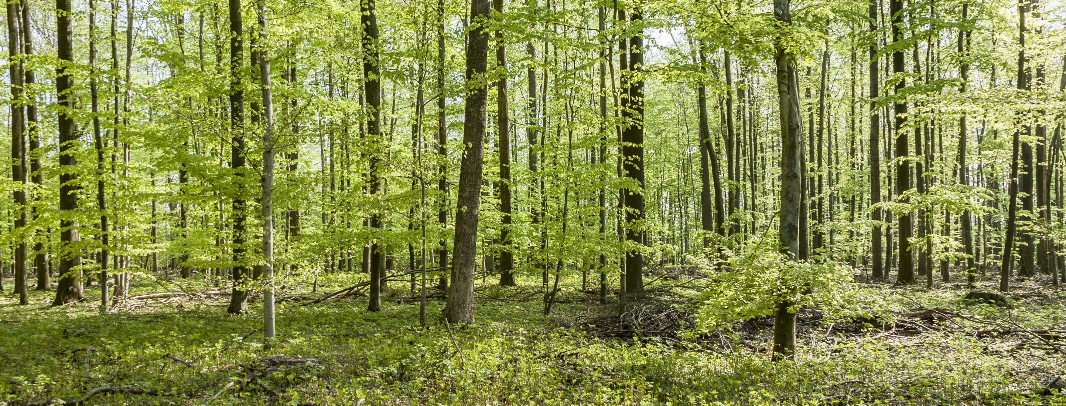 CJEU decision on forestry eco-impact scrutiny leads to disruption