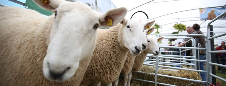 Agri-law diploma on offer at Blackhall Place