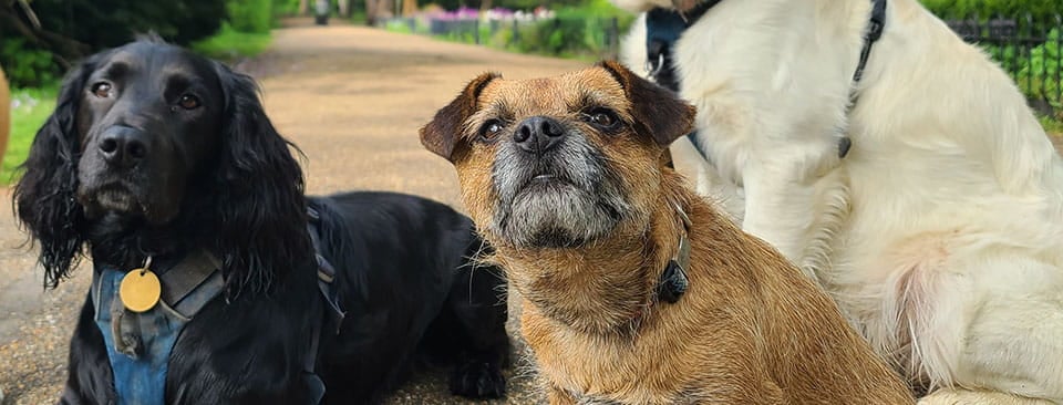 Bill to tighten rules on dog-breeding approved